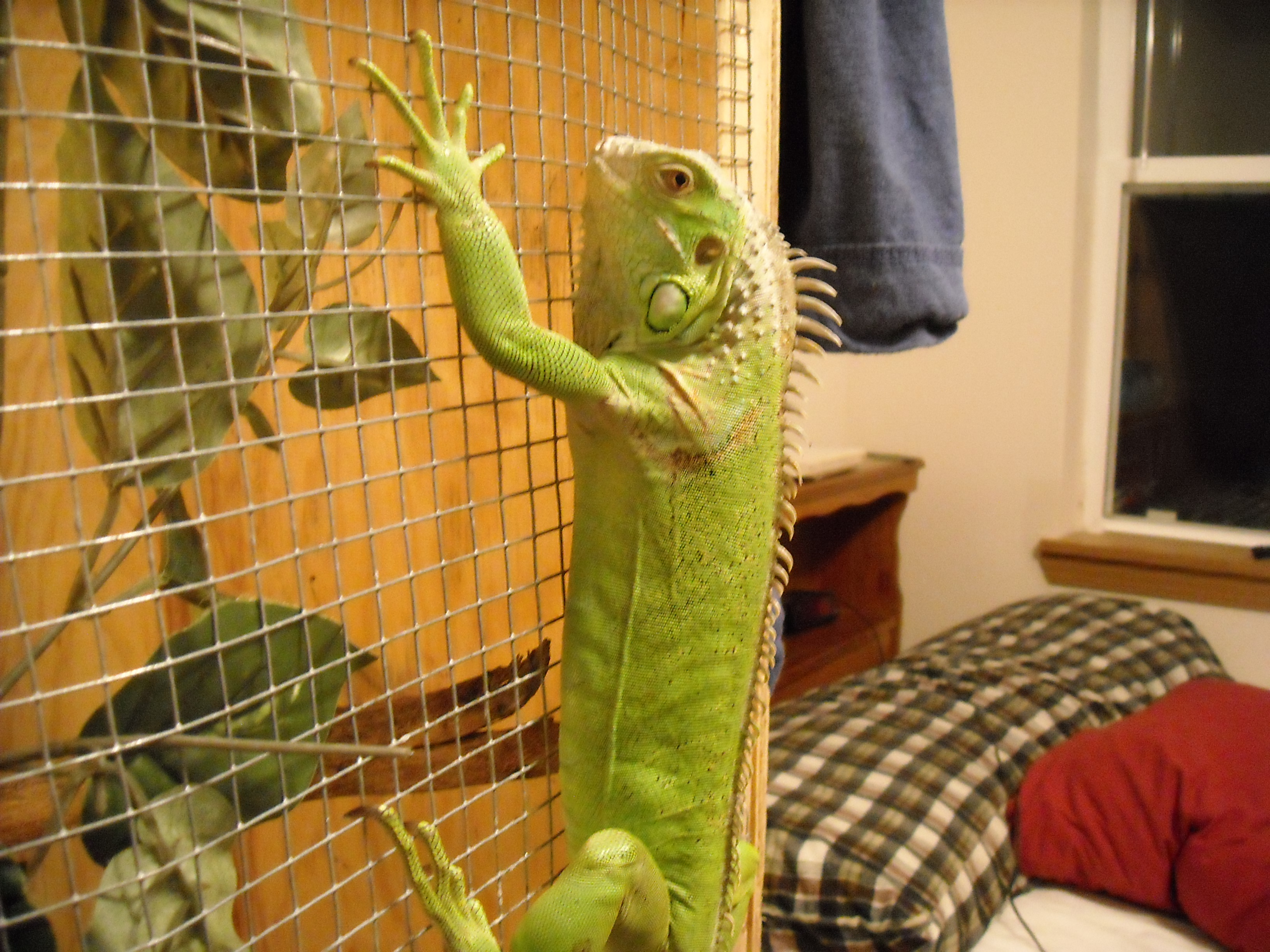 Basic Care Instructions for the Green Iguana 6 Steps Instructables