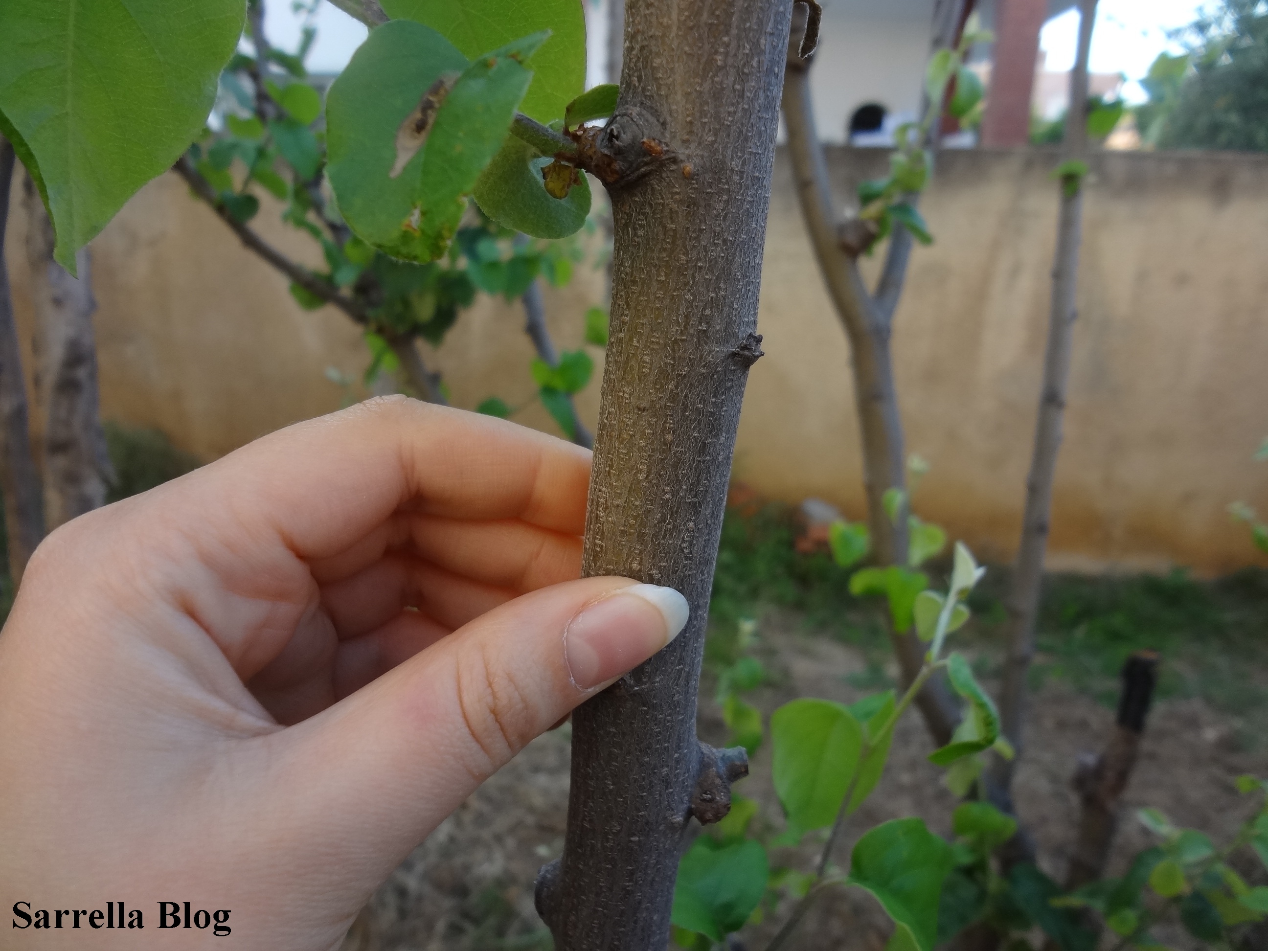Grafting a Pear Scion to a Quince Tree 14 Steps (with Pictures)