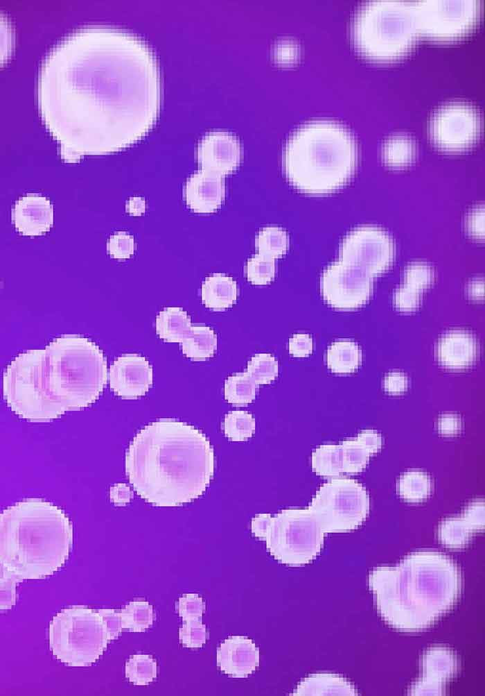 Bacterial Artificial Chromosomes IntechOpen