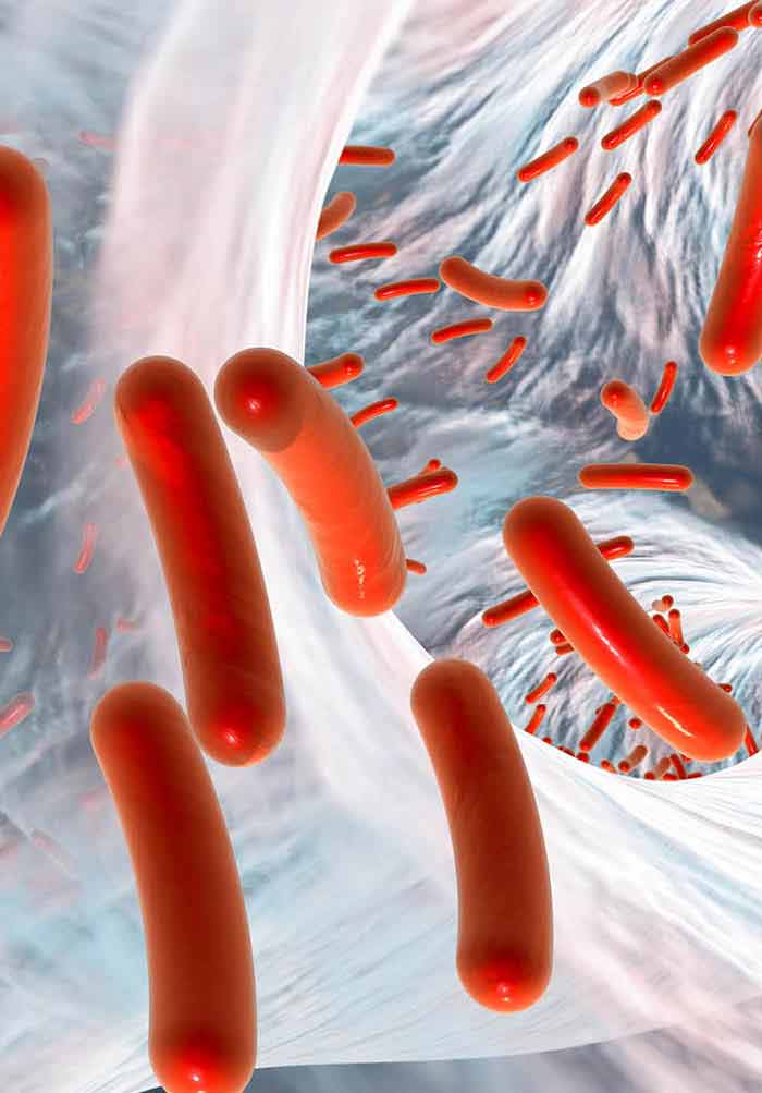 Escherichia coli and Food Safety IntechOpen