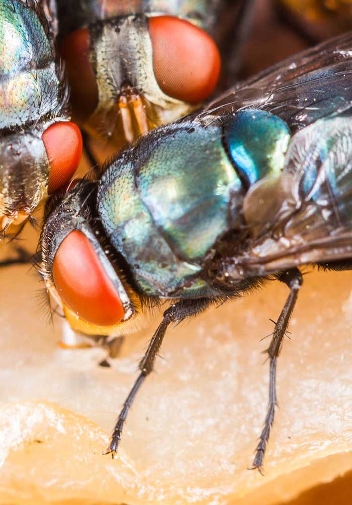 Integrated Pest Management of the Yam Chip Beetle Dinoderus porcellus