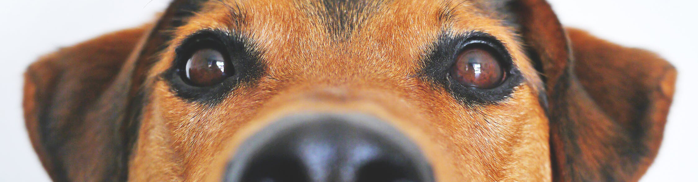 Best Dog Friendly Flooring