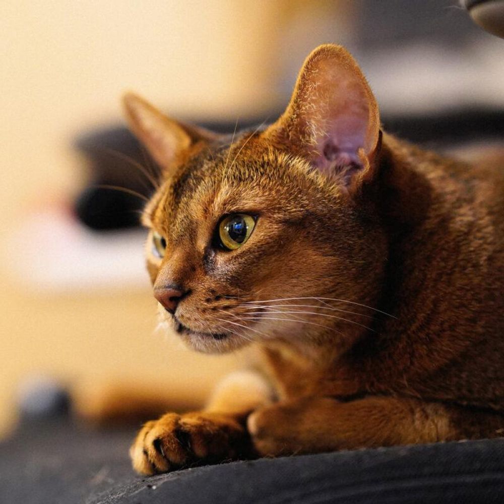 Abyssinian Cats for sale JapaneseClass.jp