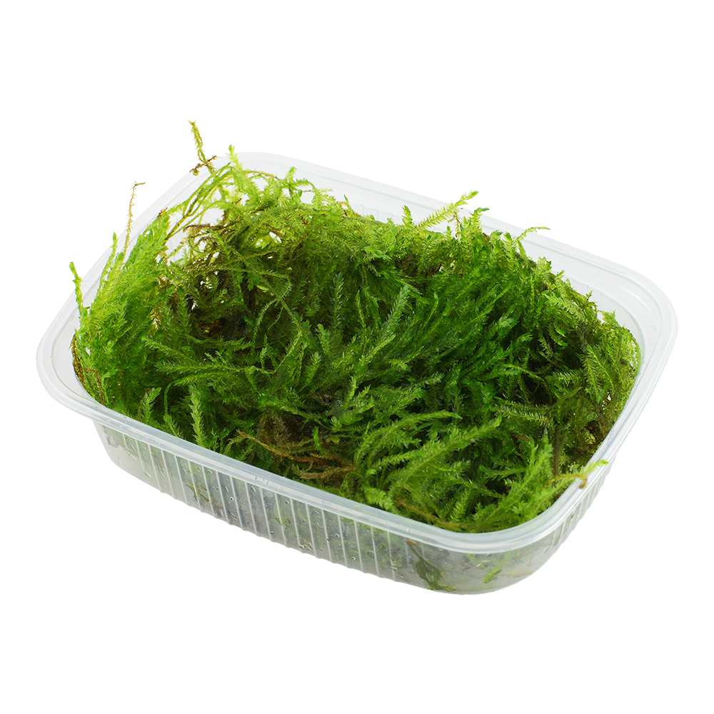 Taxiphyllum 'Spiky' Portion Online Aquarium plants UK Aquatic Plants