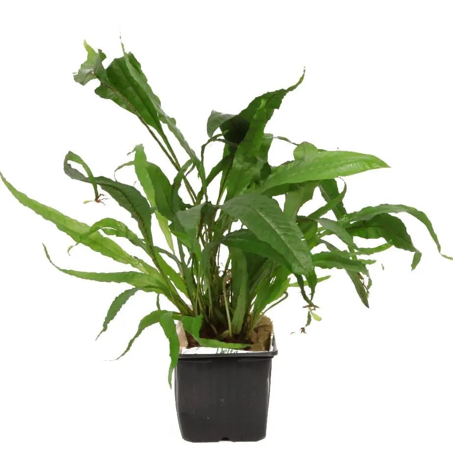 Microsorum Pteropus XL. Online Aquarium plants UK Aquatic Plants