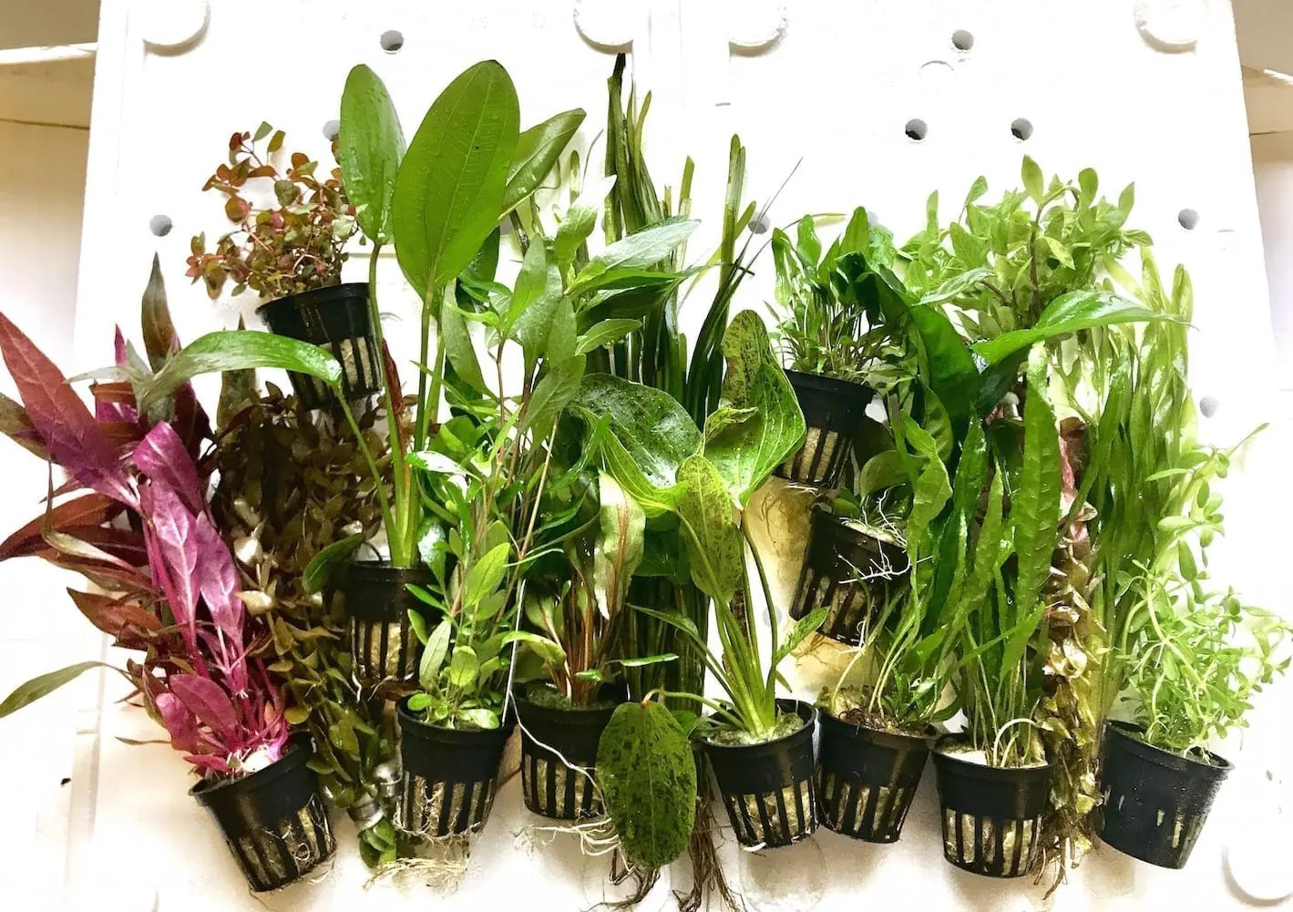 Java Premium Plant Collection for 48" Aquarium (Copy) Online Aquarium