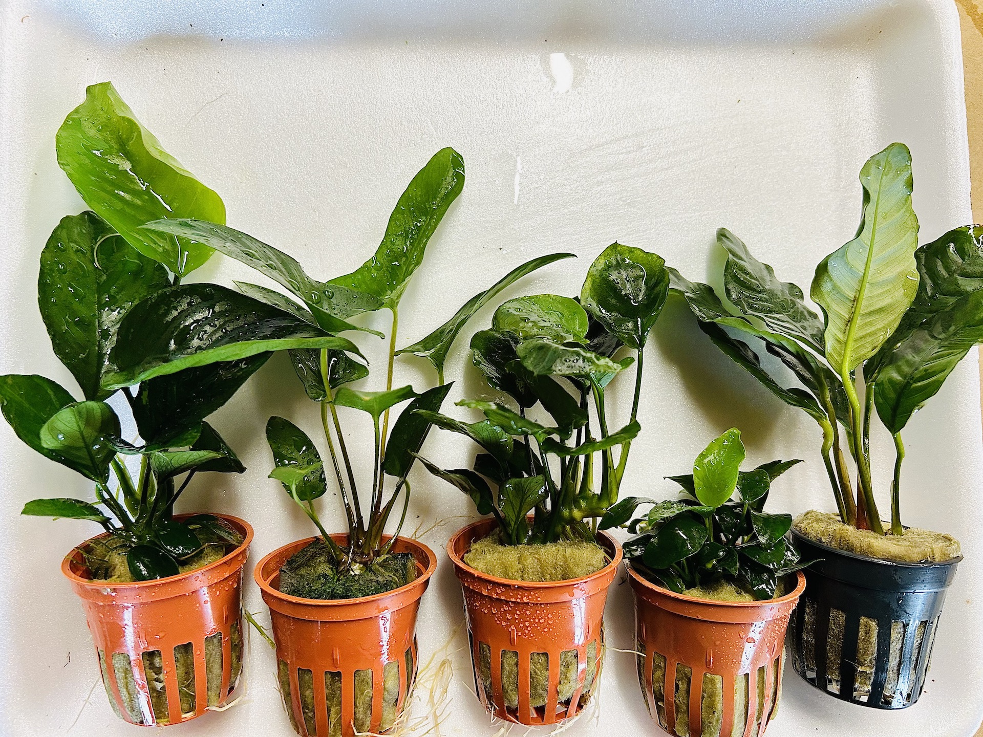 5 Mix Anubias Pot Plants Online UK & Ireland Aquarium Pot Plants