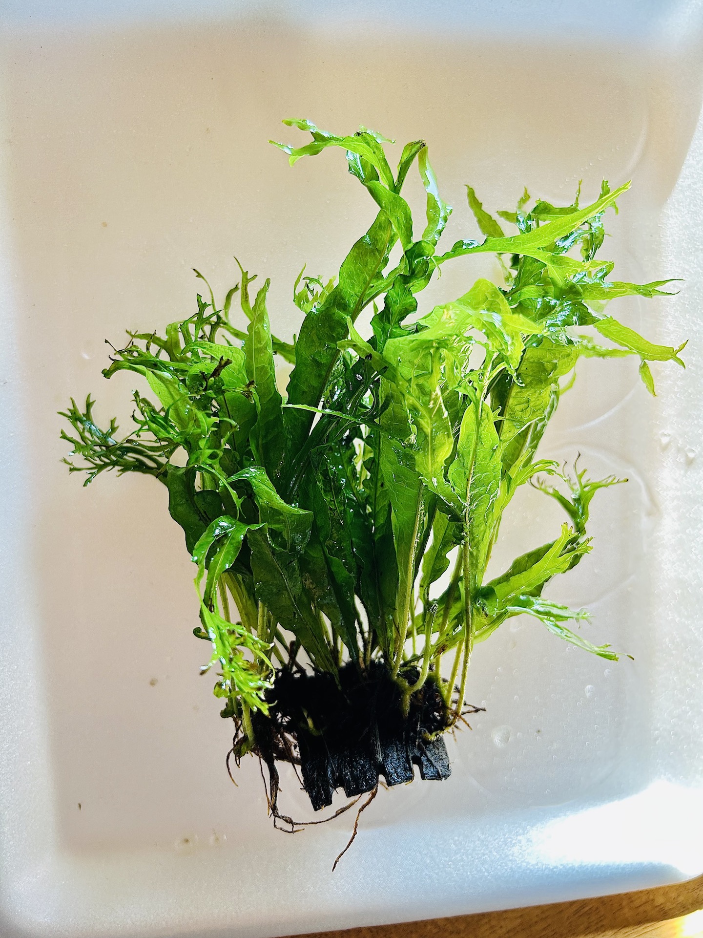 Java Fern 'Mini' on Cocoshell mini Bridge Online Aquarium plants UK