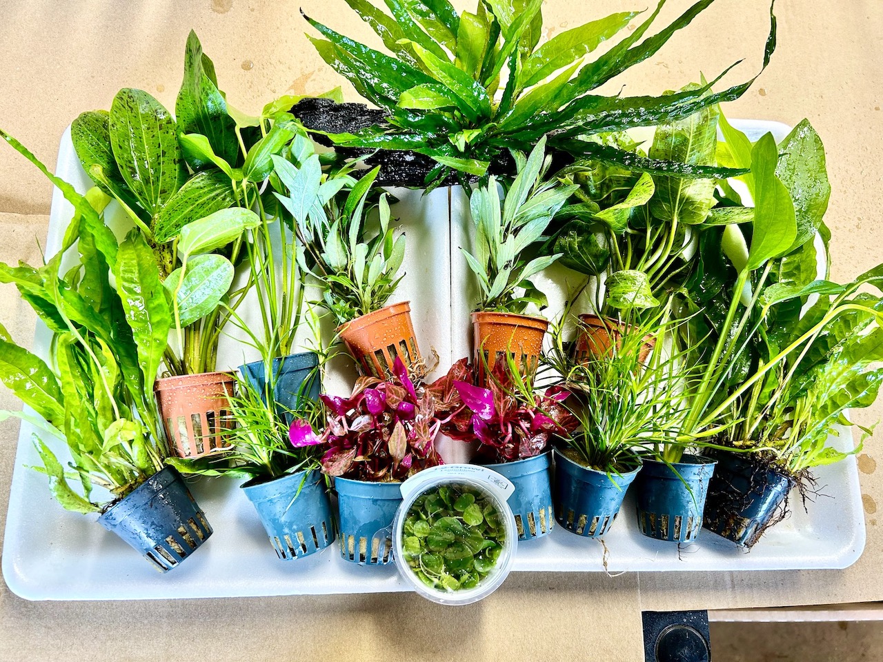 JUNGLE Collection with Planted Driftwood and Floating Plants FOR 50L