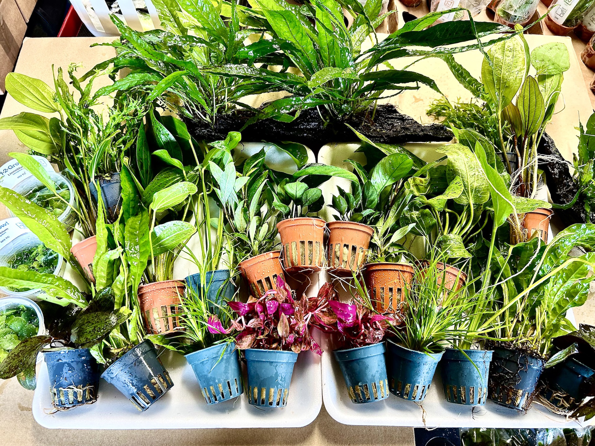 12Grow Tissue Culture Plants Mix Box ( 6 Tubs ) Online Aquarium