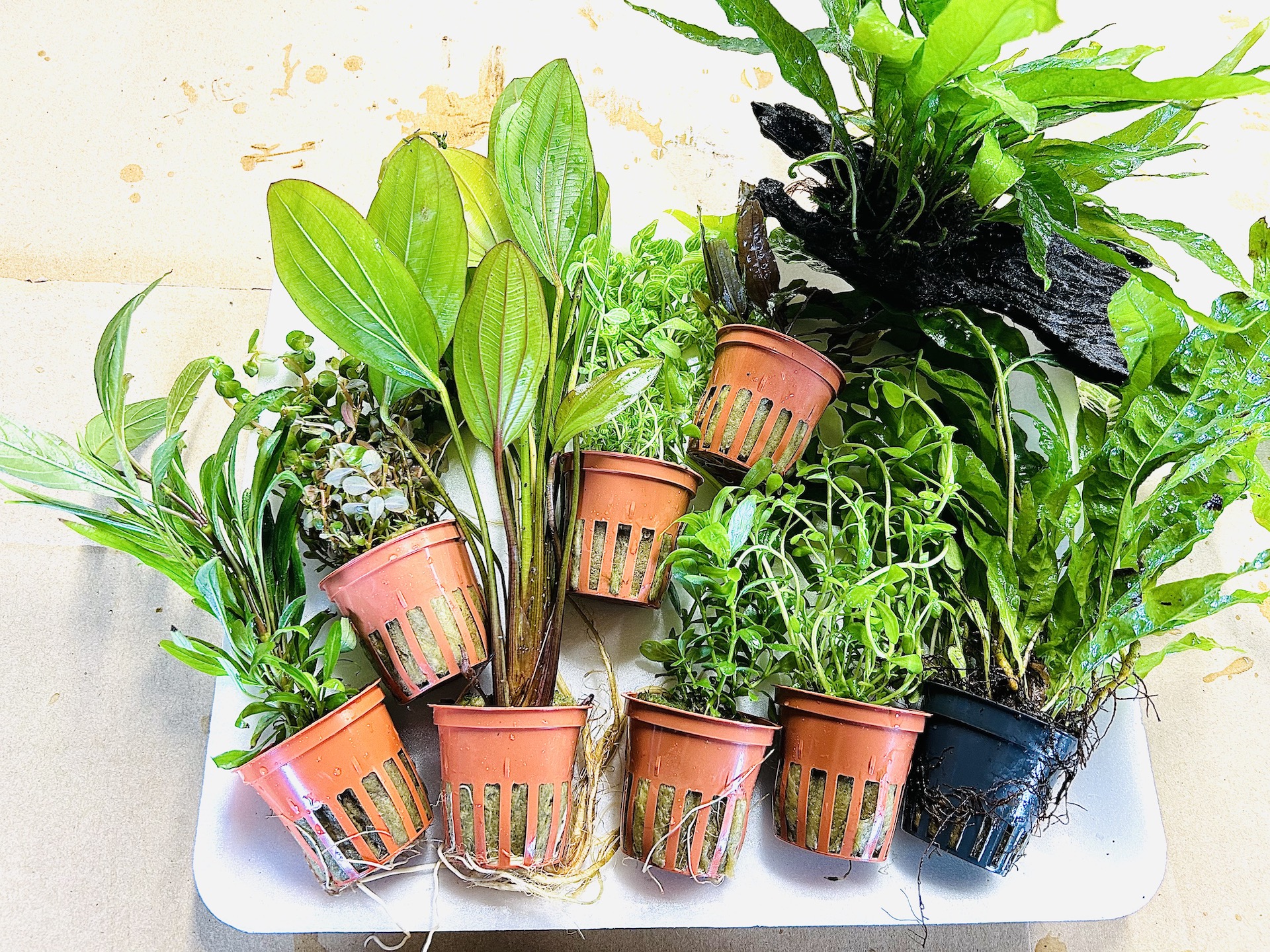 Start up PLANT and GO Selection ( 8 POTS and DECOR ) Online Aquarium