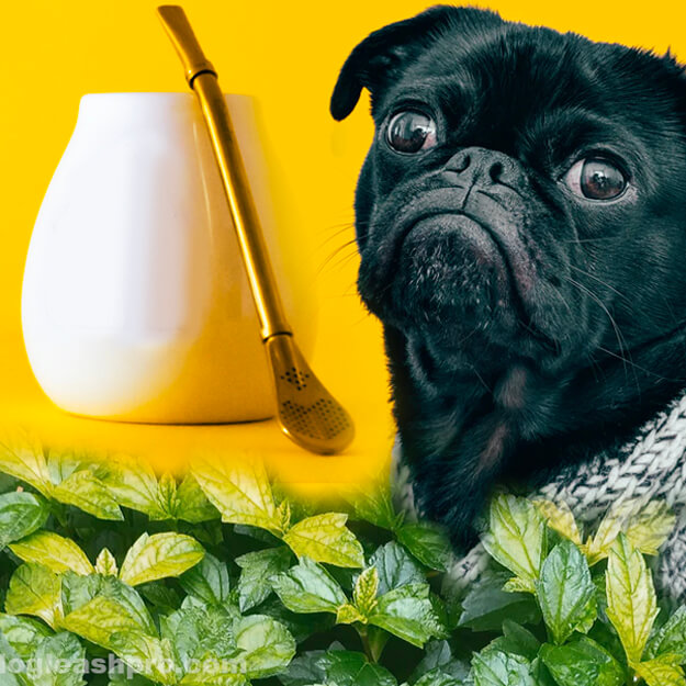 Can Dogs Safely Enjoy Peppermint Tea? Unveiling the Facts Just Tea