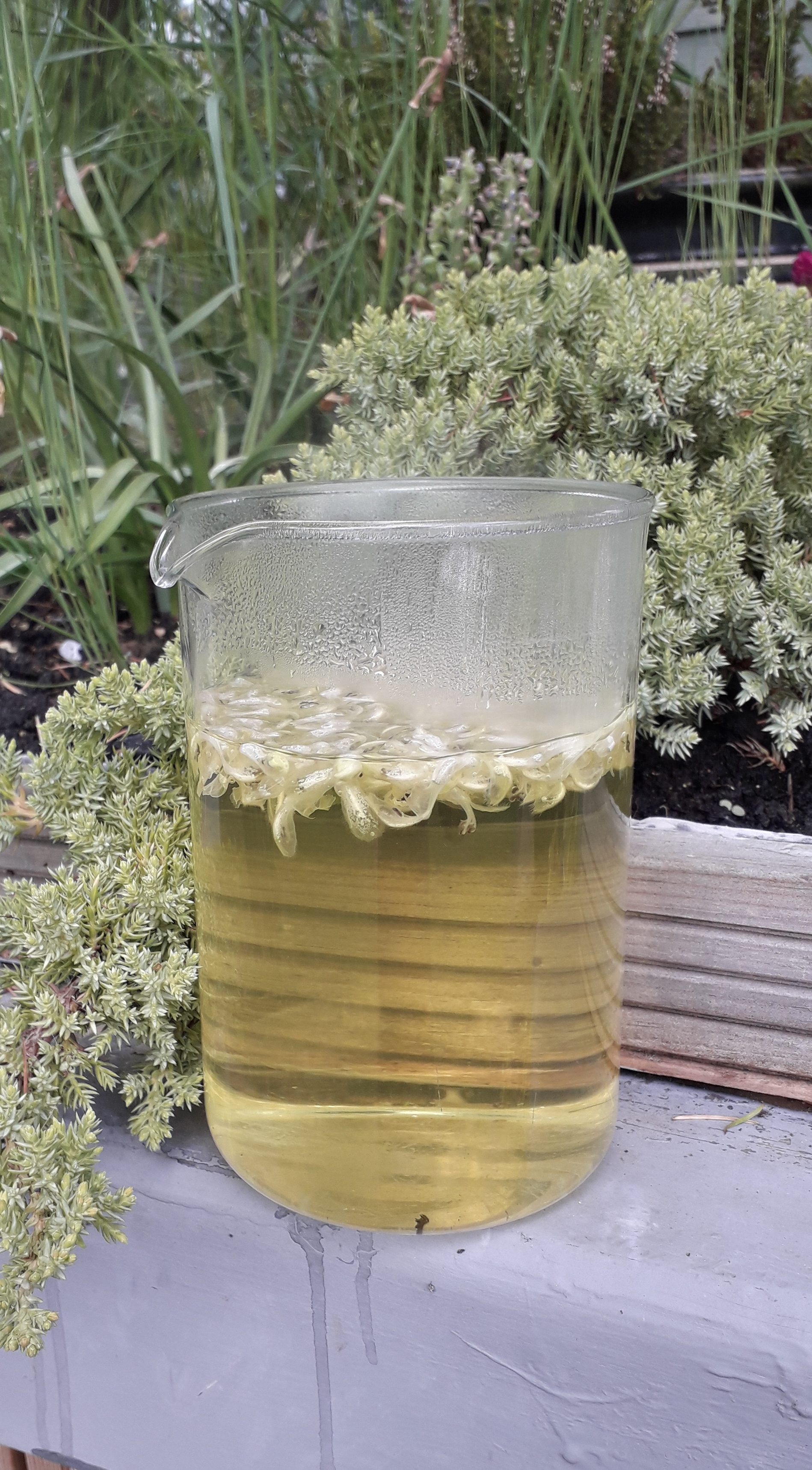 Uses Of White Tea Essential Oil Just Tea