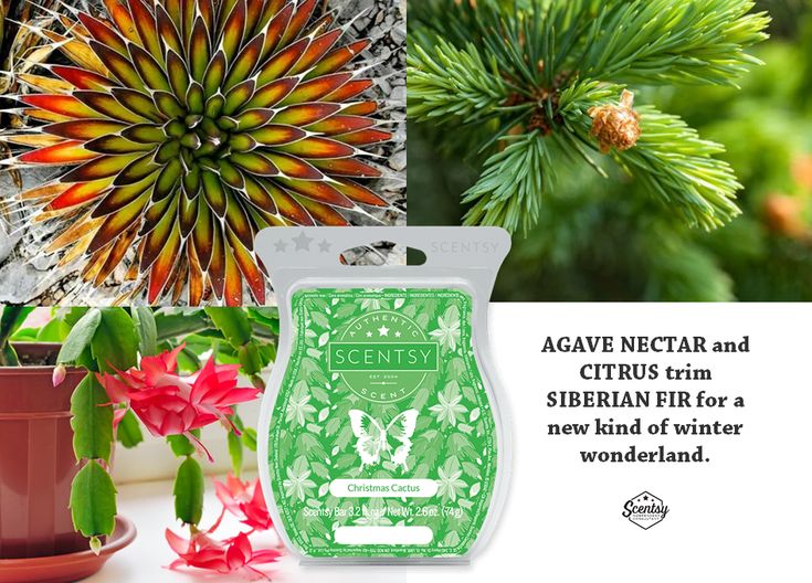 The Perfect Scent For A Fresh And Inviting Room White Tea And Cactus