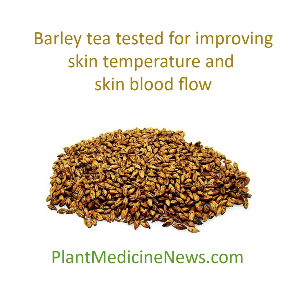 The Many Health Benefits Of Drinking Barley Tea Just Tea