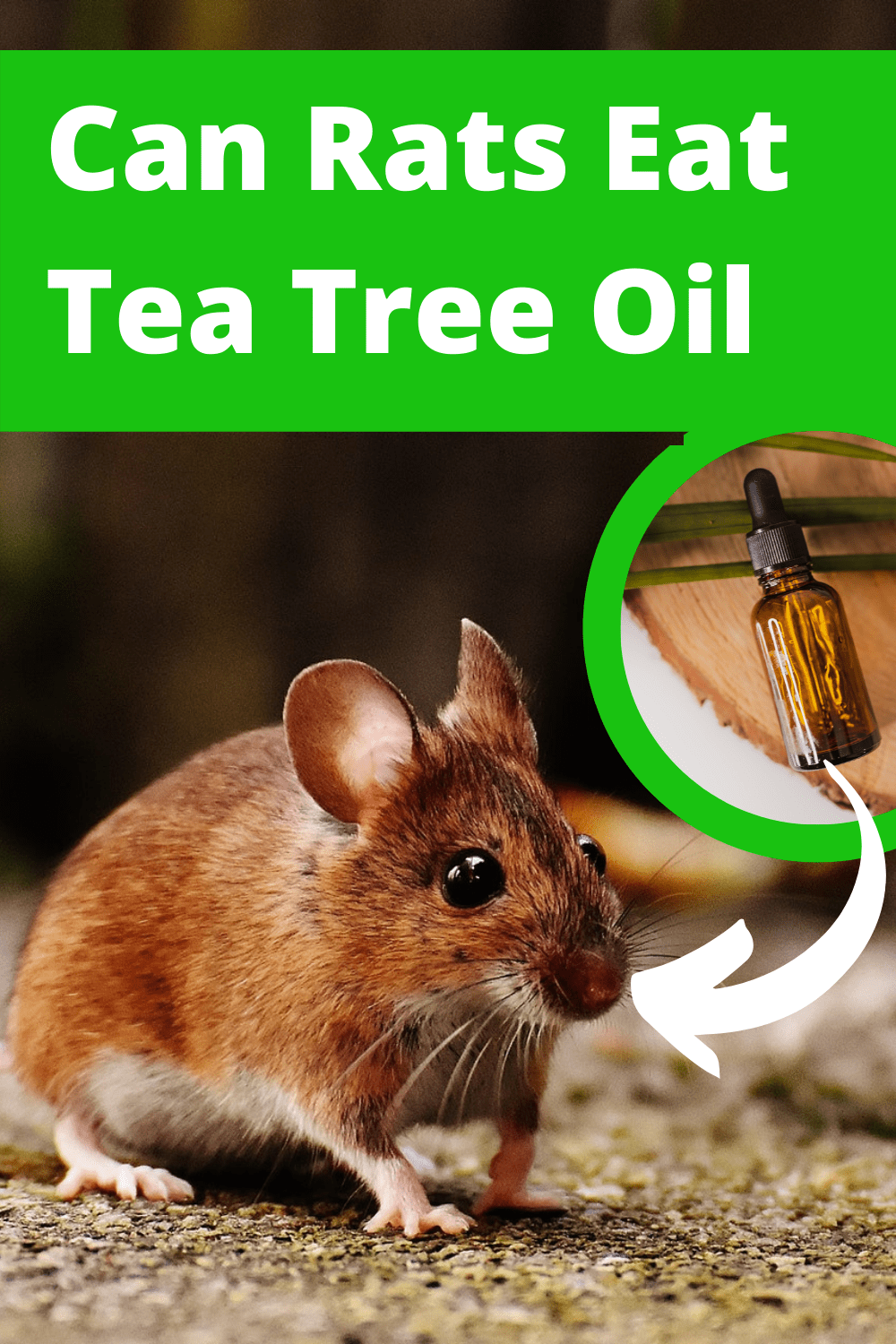 The Many Benefits Of Green Tea For Rats Just Tea
