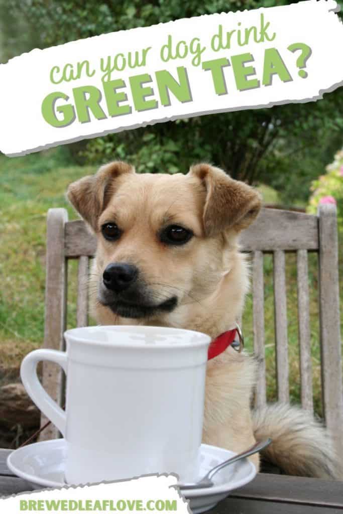 Is It Safe To Give My Dog Green Tea? Just Tea