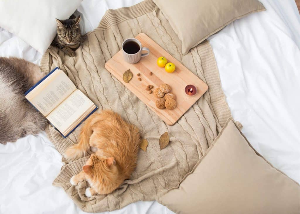 How To Make Green Tea Safe For Your Feline Friend Just Tea