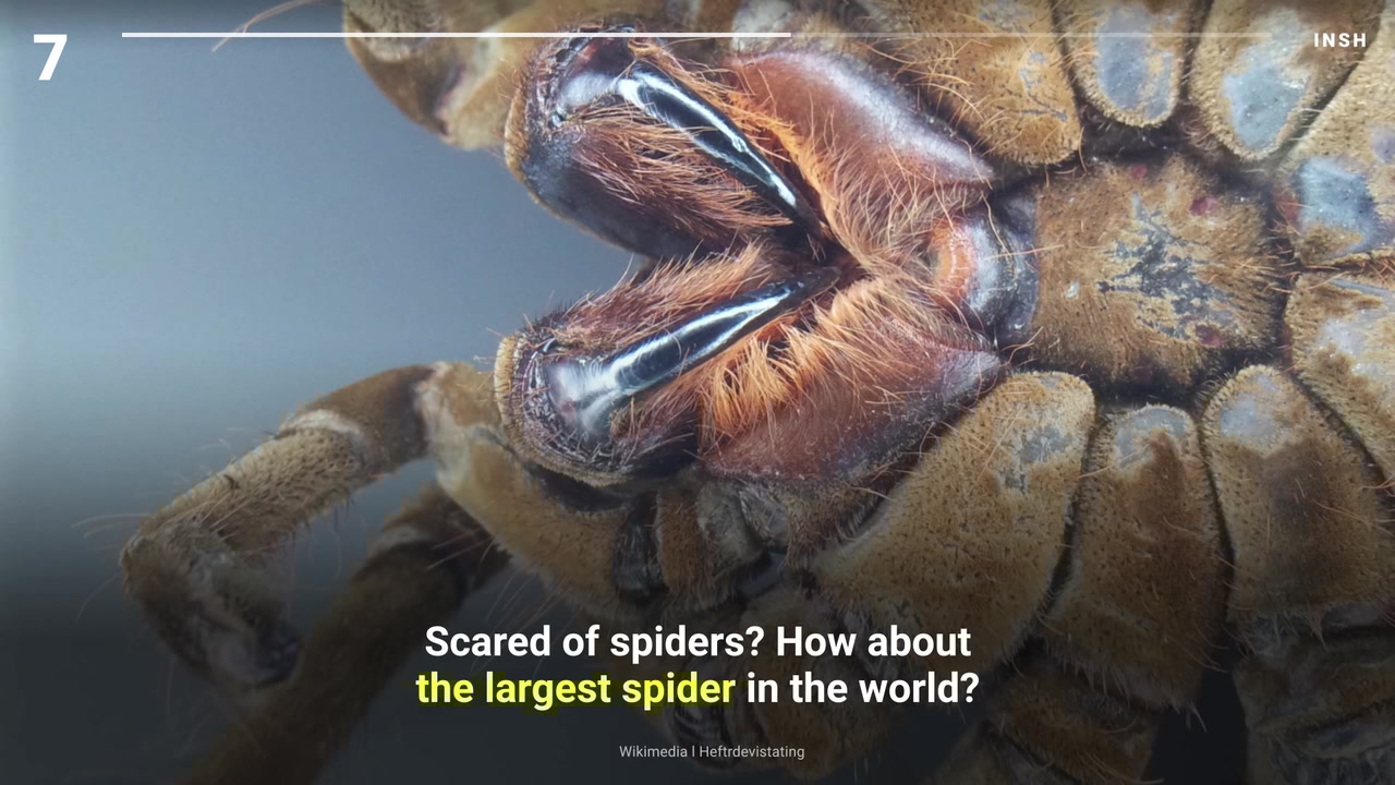 RUN AWAY Top 10 unbelievably scarylooking animals TheBlaze