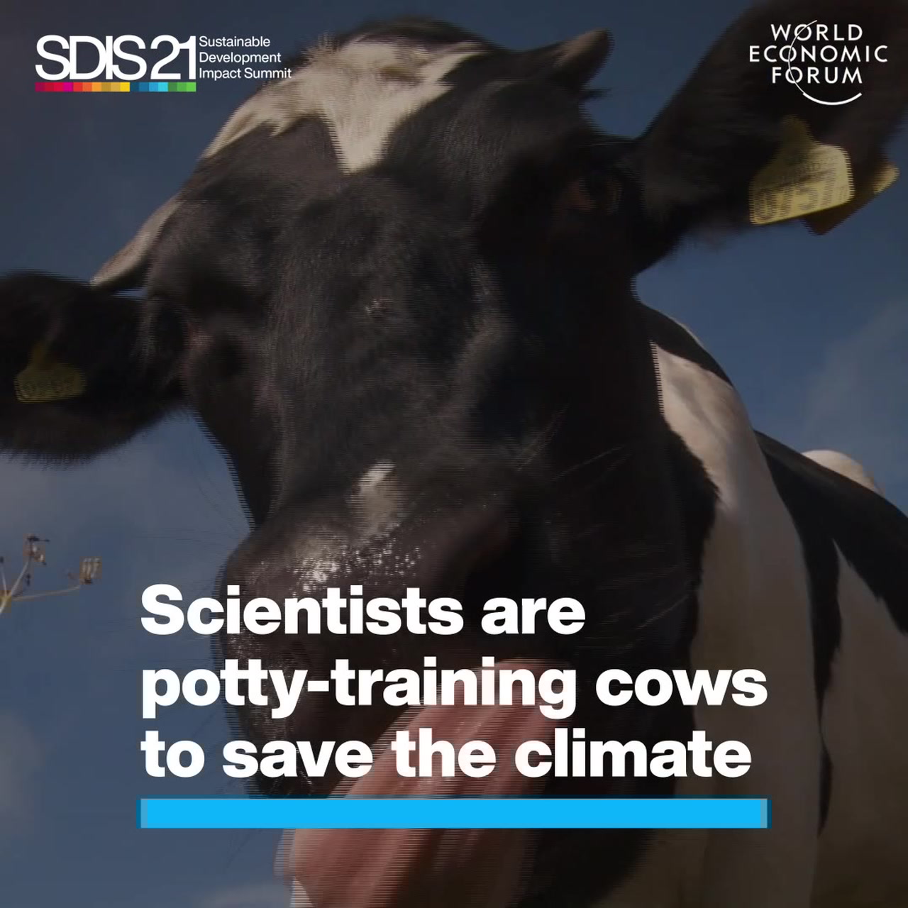 Scientists Are PottyTraining Cows To Save The Climate World Economic