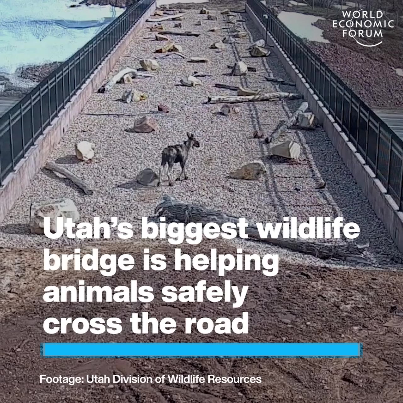 Utah’s biggest wildlife bridge is helping animals safely cross the road