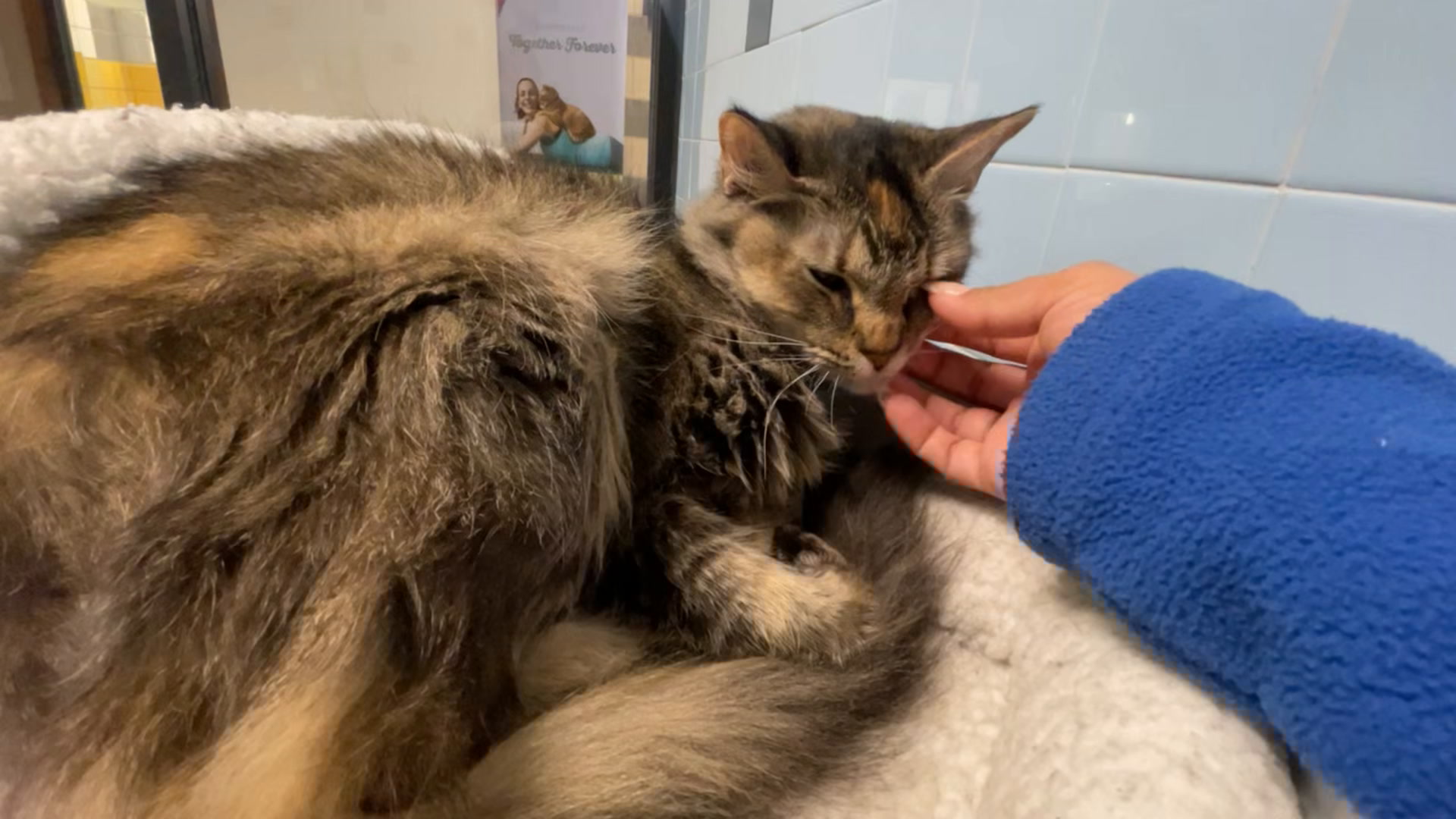 Come chill with cool cat Quinn at the Houston SPCA CultureMap Houston