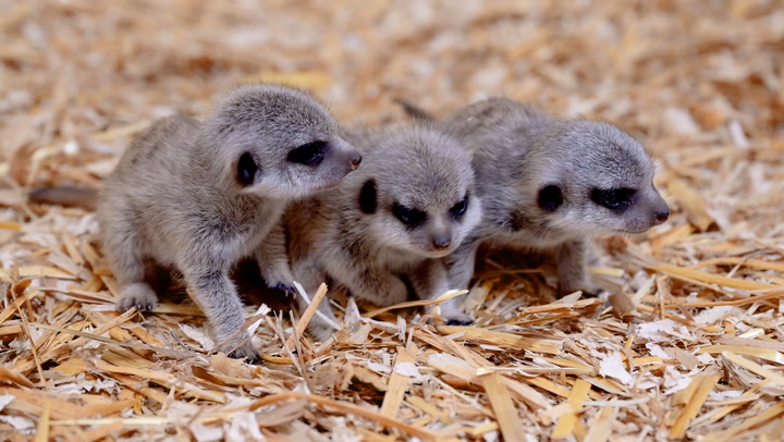 Baby Meerkat