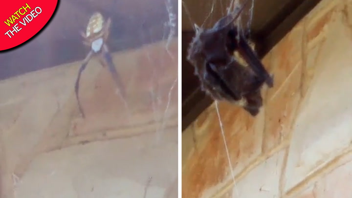Massive banana spider catches bat in 6ft web outside house in shocking