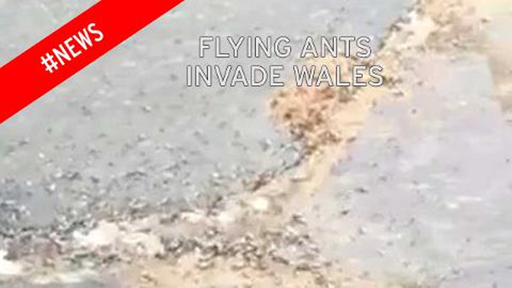 Watch flying ant swarm as millions of wingedinsects invade Britain