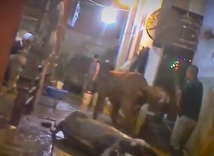 GRAPHIC VIDEO Cows killed with sledgehammers in horrific footage