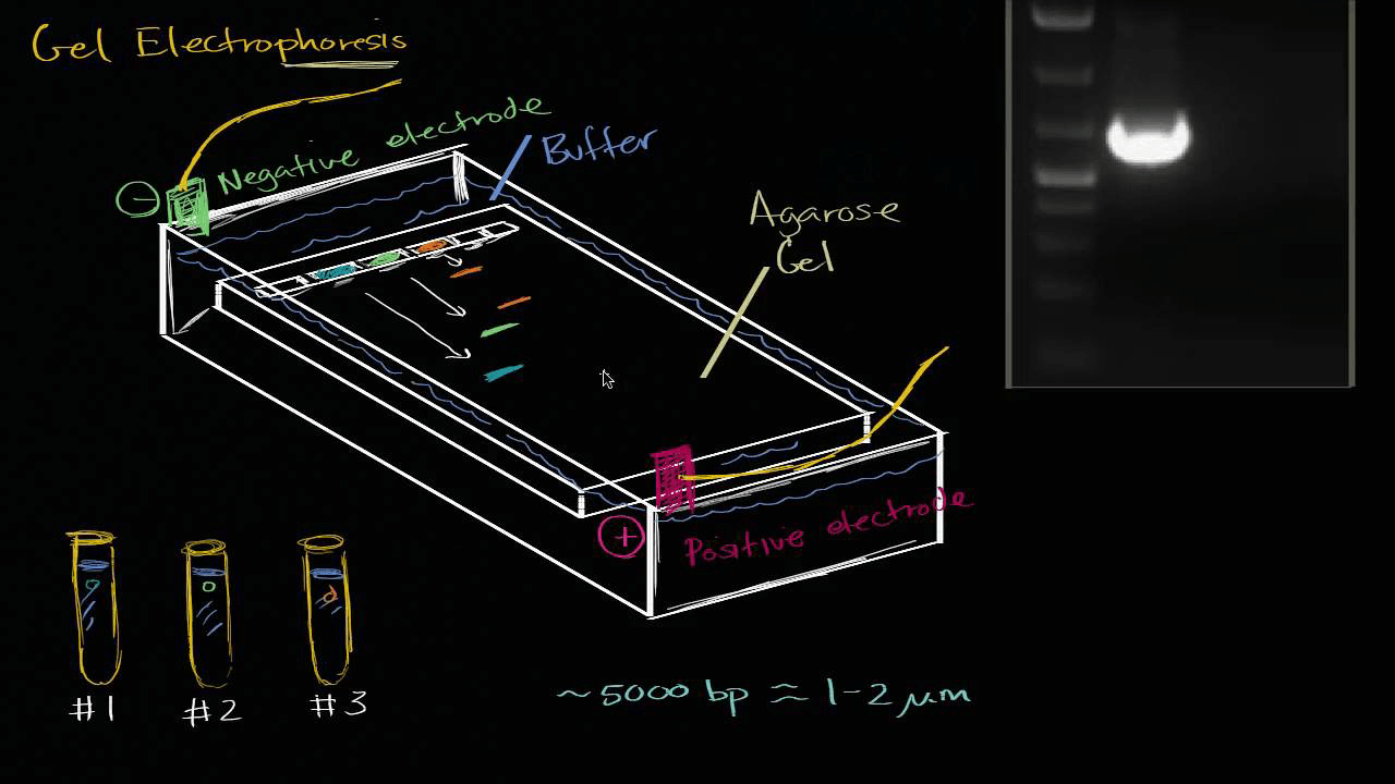Biotechnology (practice) Khan Academy