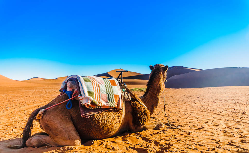 Dromedaries are the transportation to camel ride morocco to merzouga luxury desert camp. Sahara Camel Ride and Picnic, Zagora, M'hamid - Kated