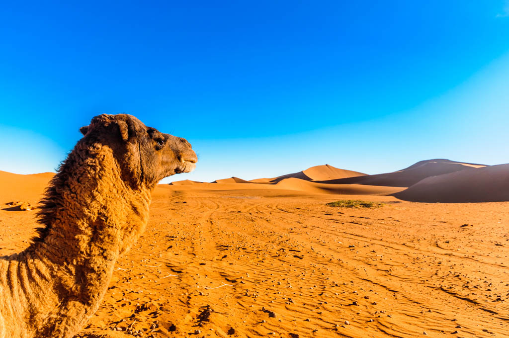 Camel trip morocco enjoy the desert with the nomads. Sahara Camel Ride and Picnic, Zagora, M'hamid - Kated