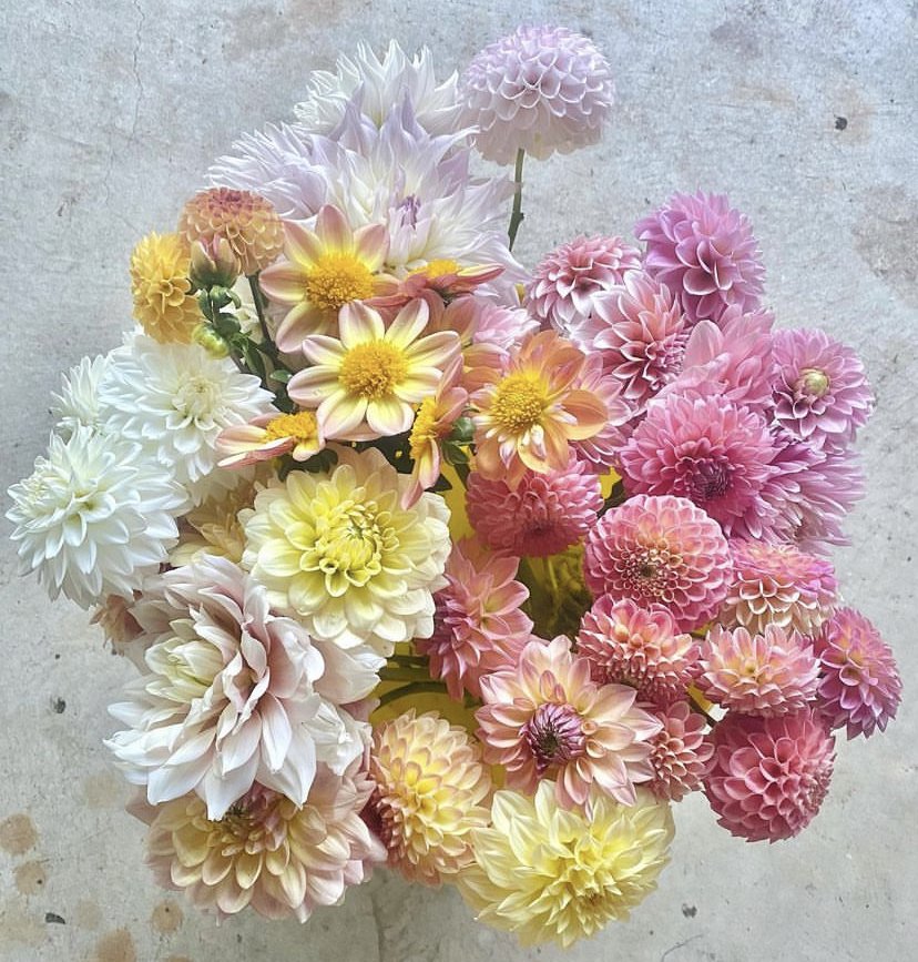 THE 13 BEST DAHLIA VARIETIES FOR CUTTING GARDENS FROM NESTLEDOWN DAHLIA