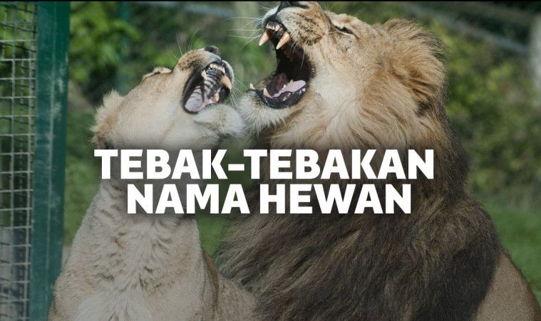 Kumpulan Tebak-Tebakan Lucu, Receh, Gombal, dan Romantis