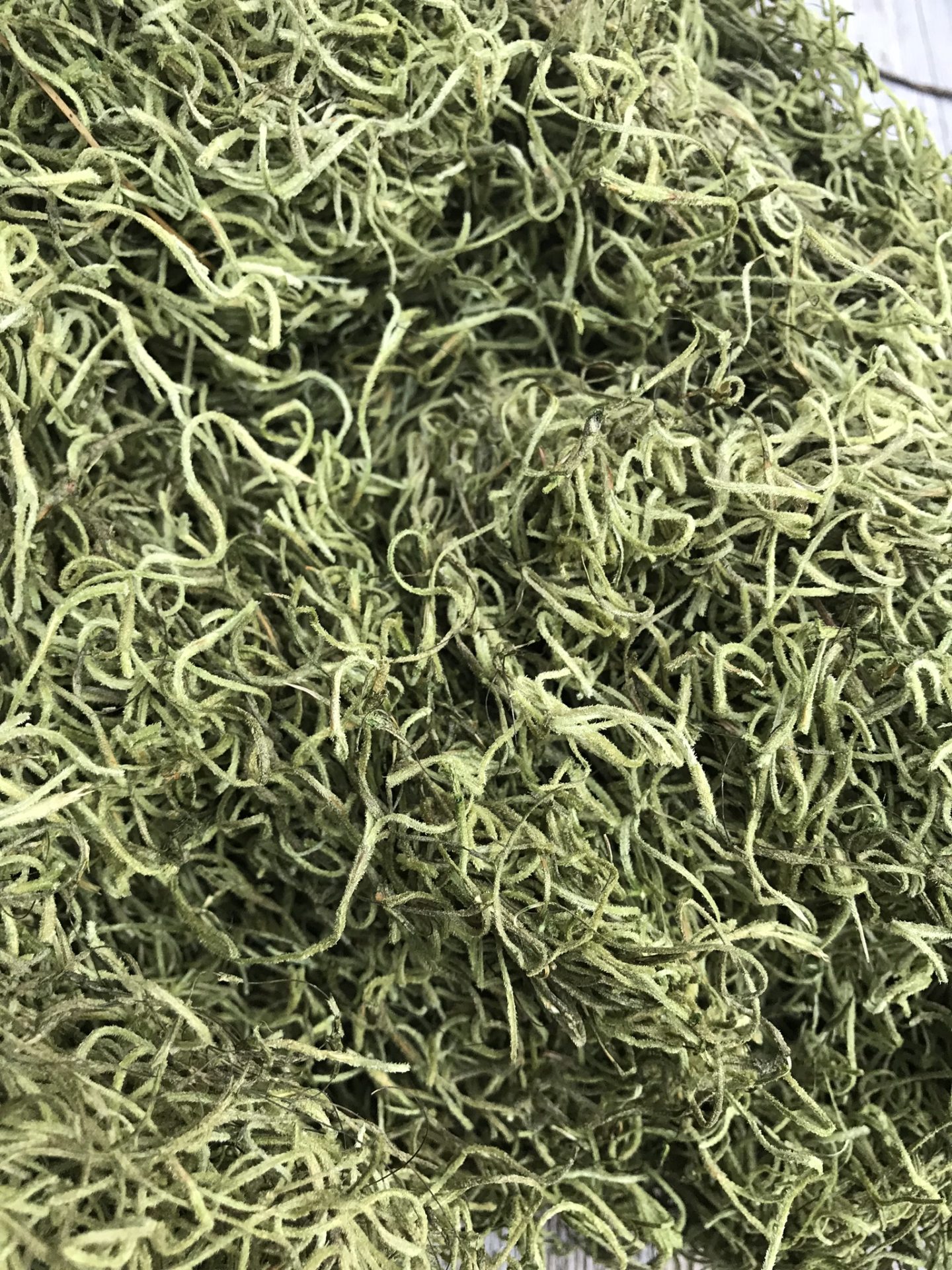 Light Green Dried Spanish Moss Kelea's Florals