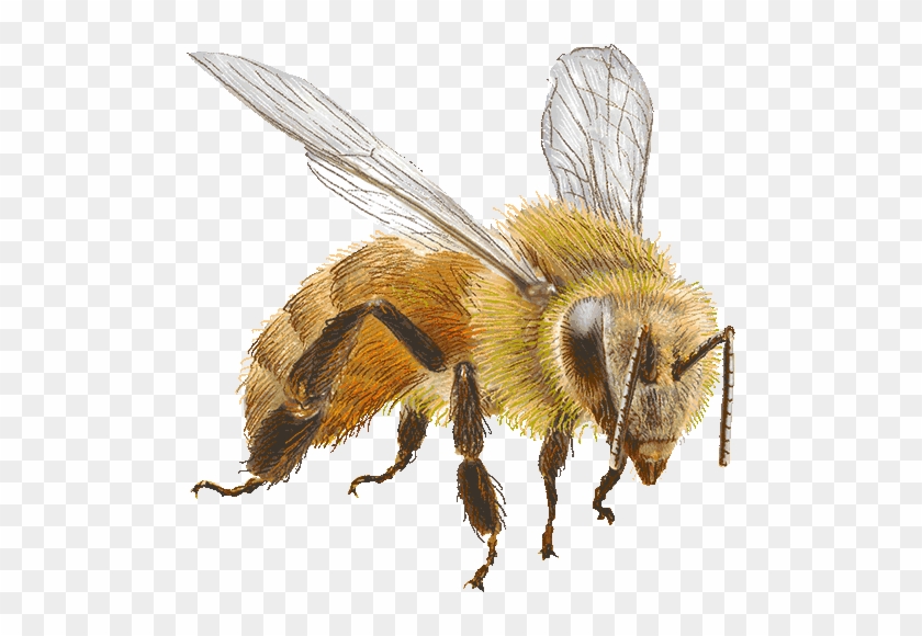 Bee Transparent Png 57+ Koleksi Gambar