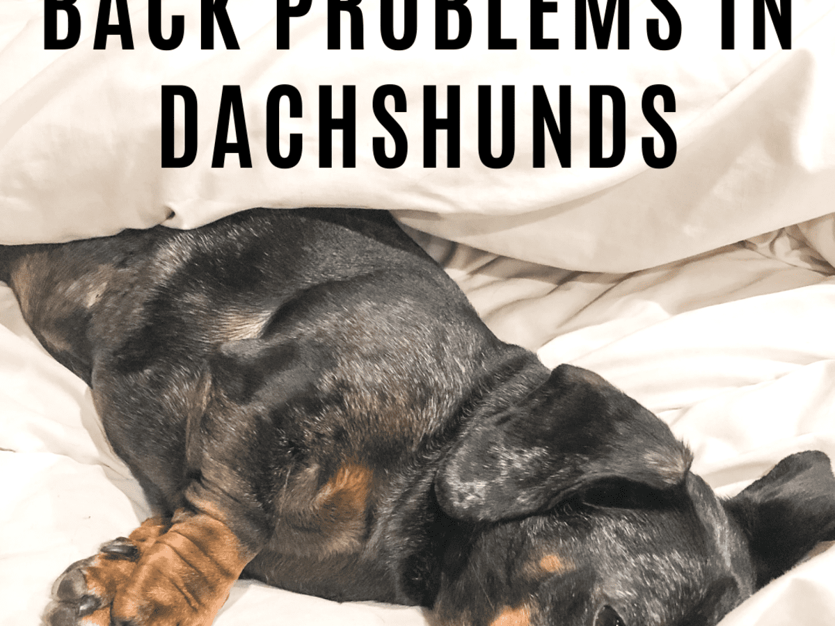 Dachshund Strollers 58+ Koleksi Gambar