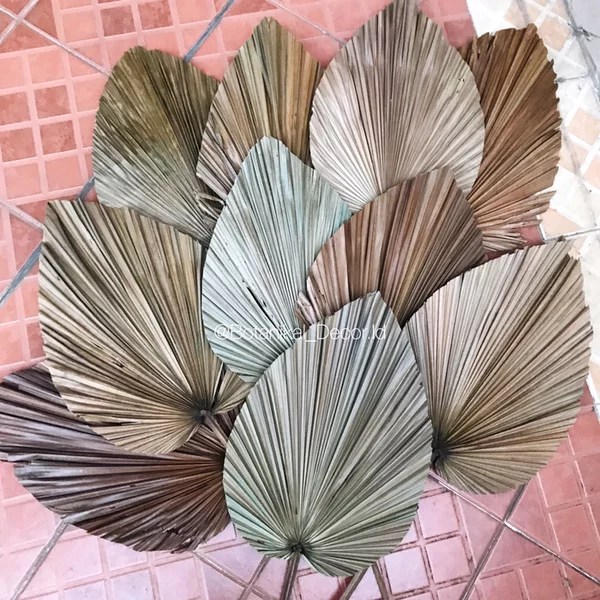 Daun Kipas Kering 58+ Koleksi Gambar