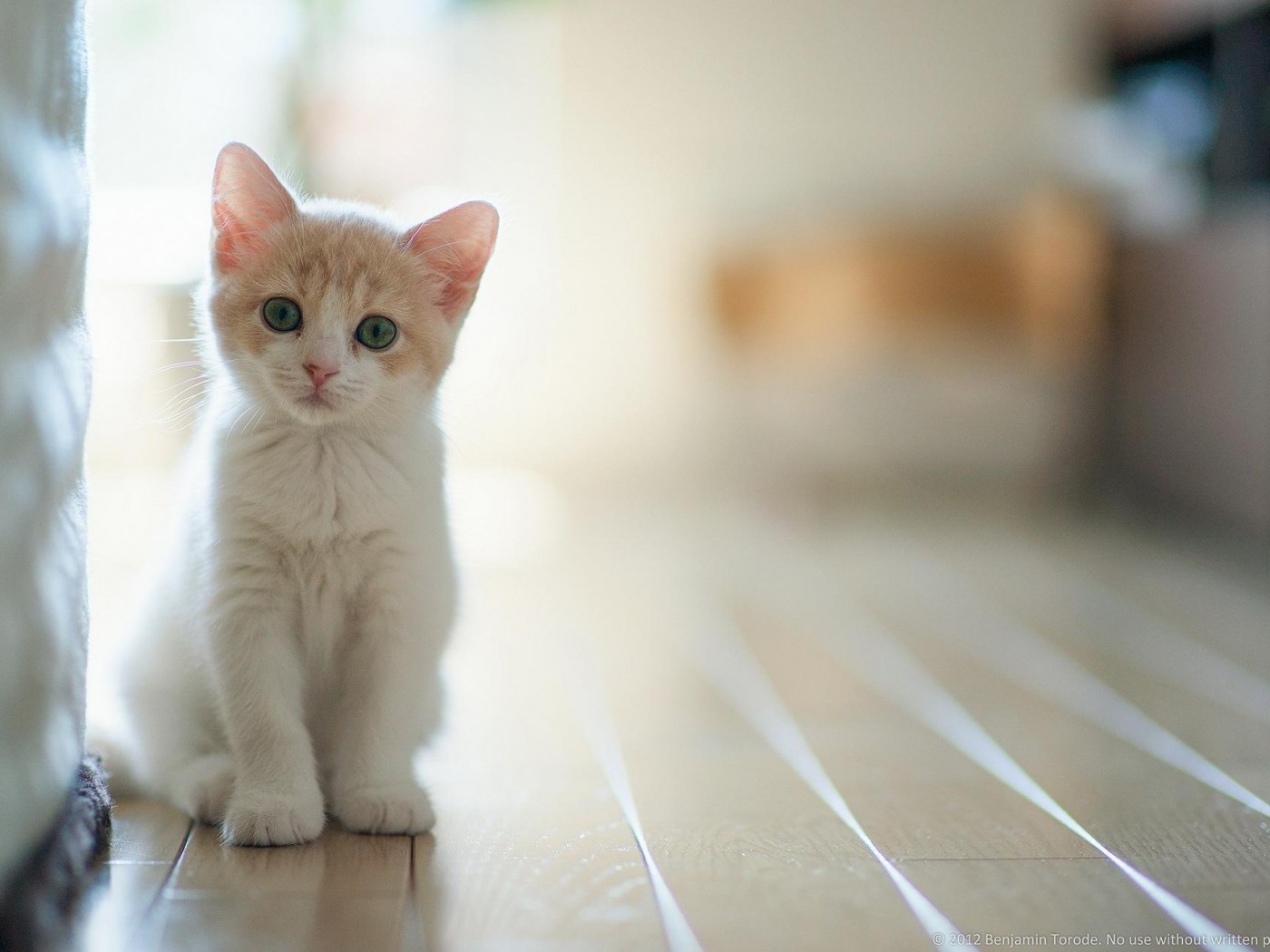 Detail Kucing Background Koleksi Nomer 14