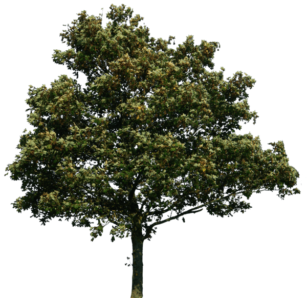 Real Tree Png 47 Koleksi Gambar
