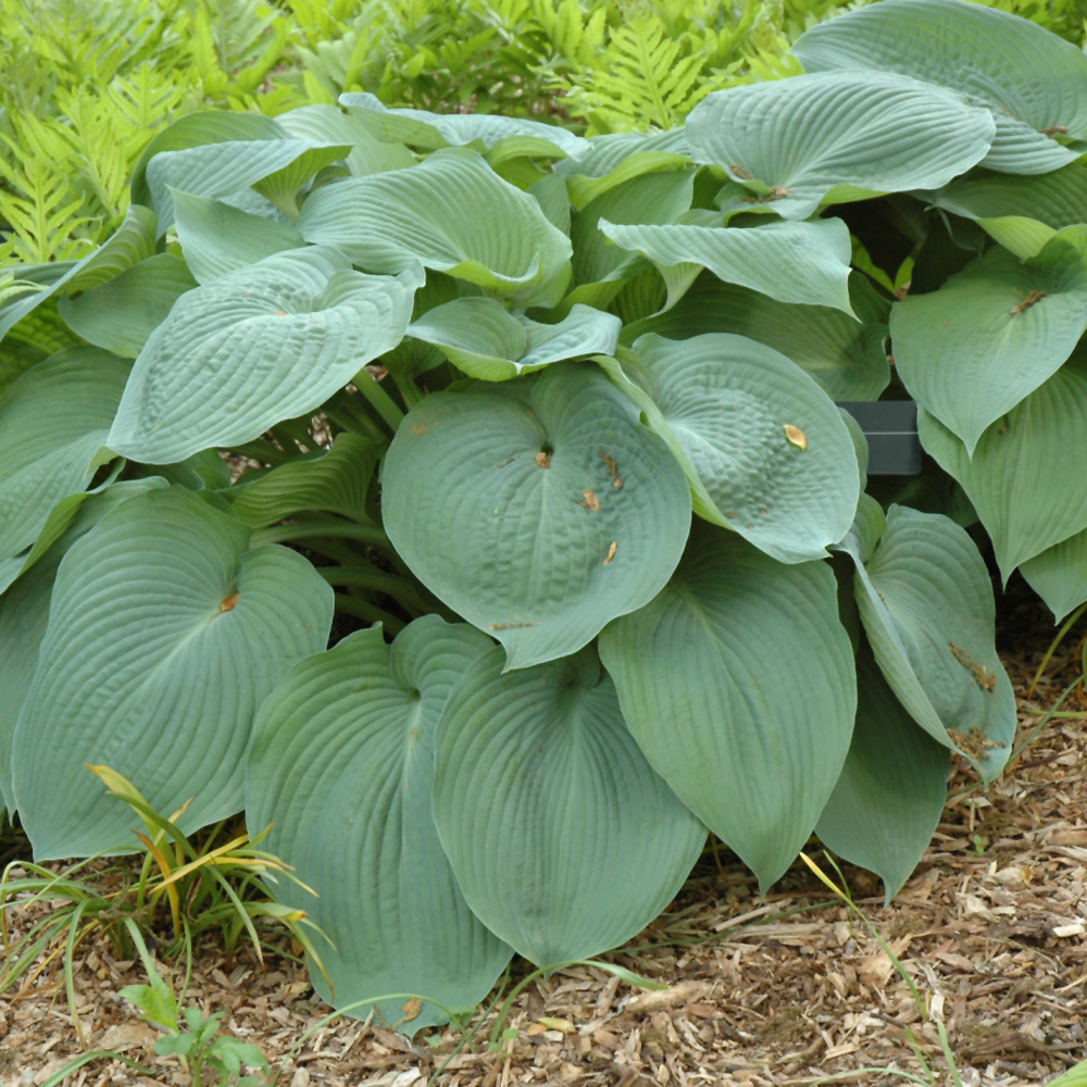 Big Daddy Hosta Indy Plants