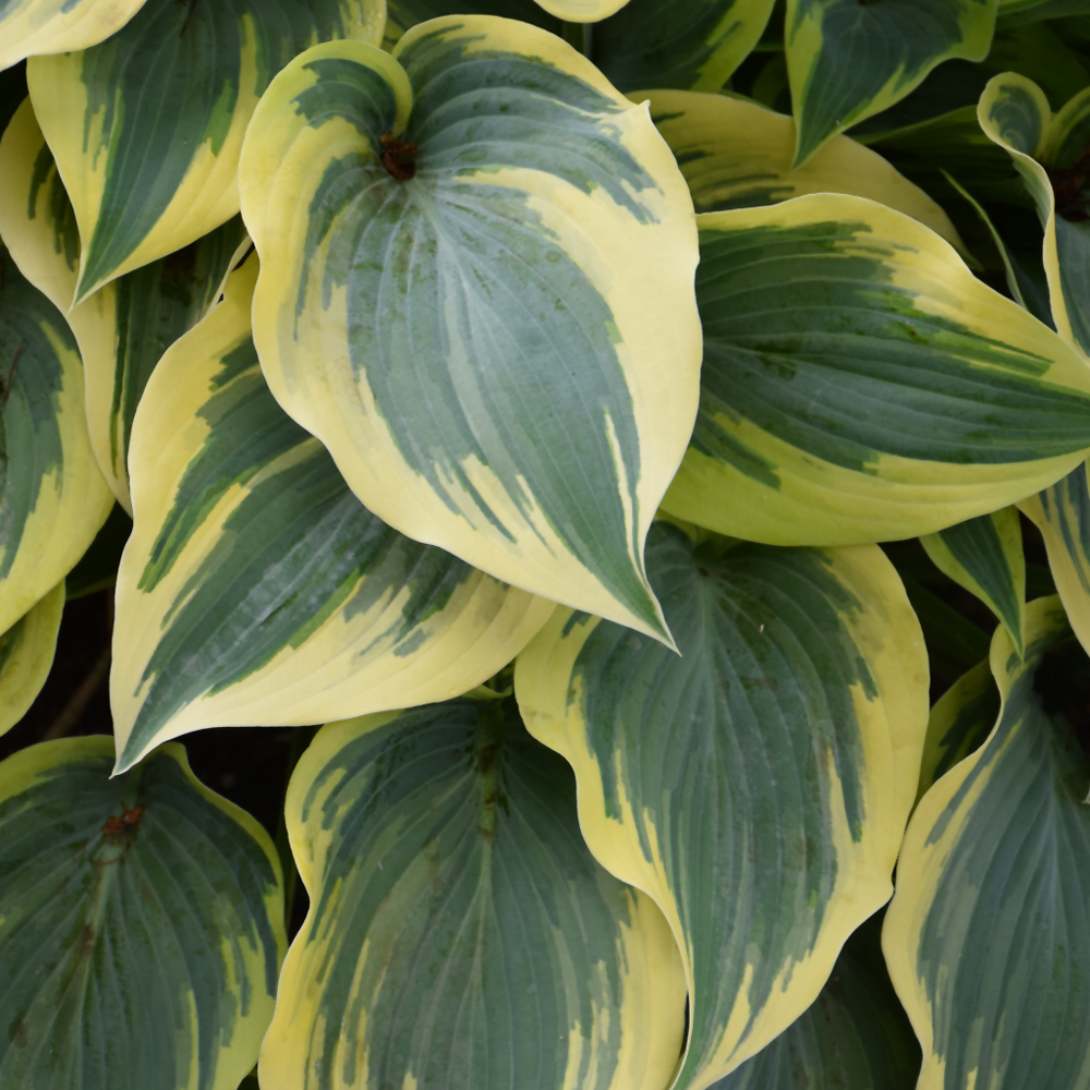 First Frost Hosta Indy Plants