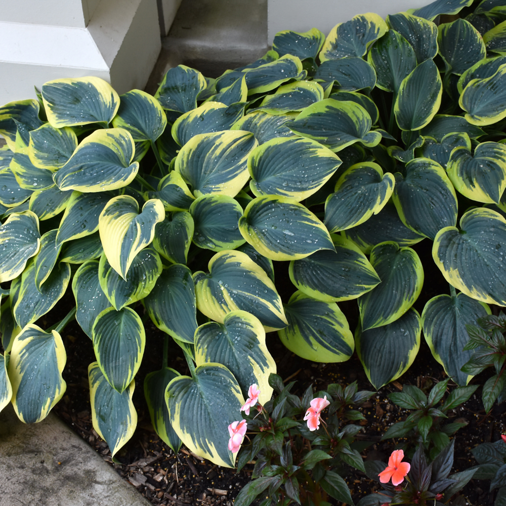 First Frost Hosta Indy Plants