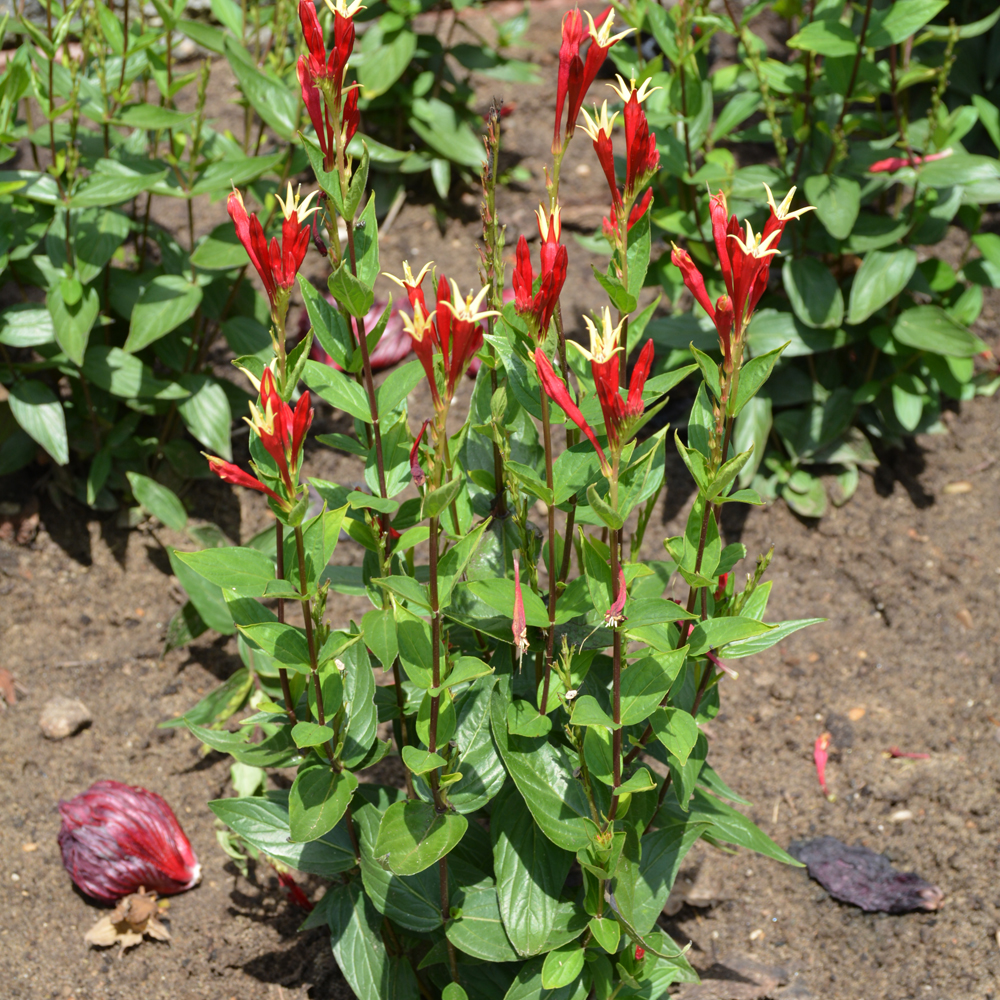 Little Redhead Indian Pink Indy Plants