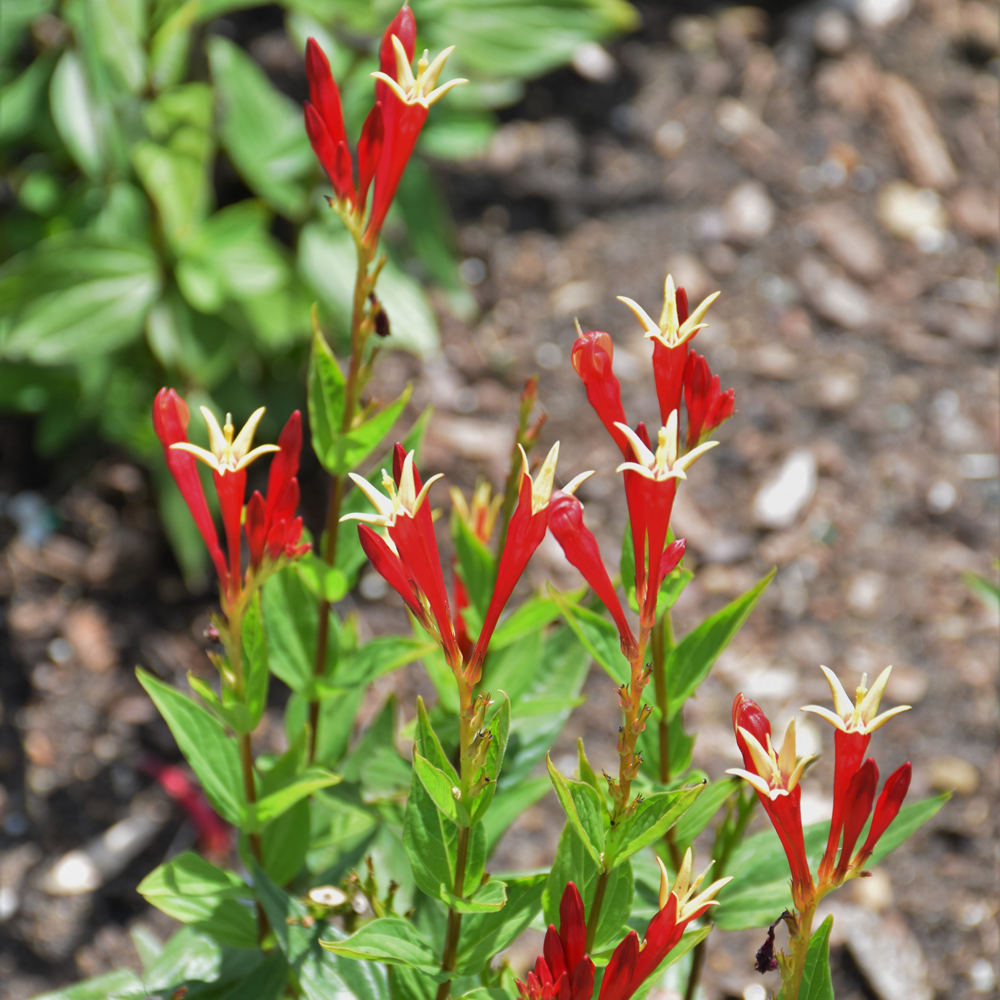 Little Redhead Indian Pink Indy Plants