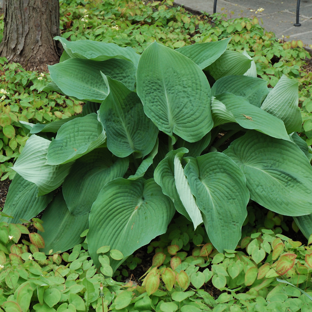 Blue Angel Hosta Indy Plants