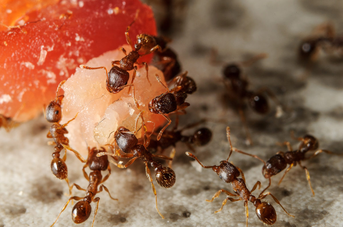 The Different Types Of Foods Ants Eat KidsAcookin