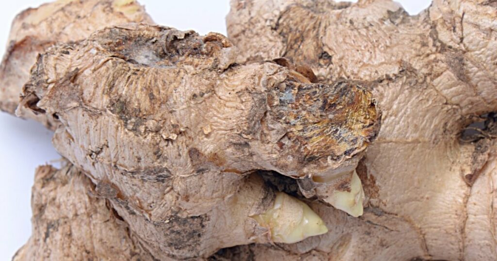 How To Tell If Ginger Is Bad (6 Signs It's Gone Bad) KitchenSanity