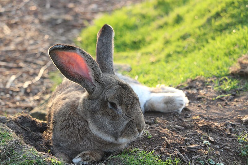 Best Continental Giant Rabbit in South East Best Continental Giant